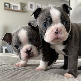 Boston Terrier Puppies from Kline Kennels