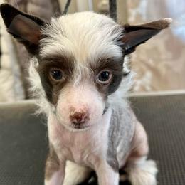 Hhl choc - Chocolate male Chinese Crested puppy in Rockvale, Tennessee from Cosmic Chinese Cresteds & Wind-Echo Poodles