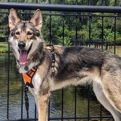 Tamaskans from Braveheart Tamaskan