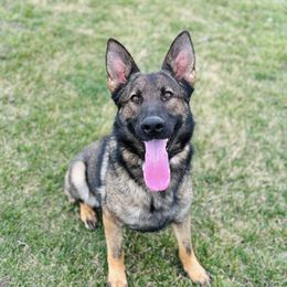 Vita - German Shepherd