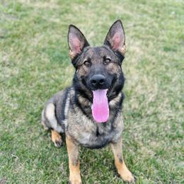 Vita - German Shepherd
