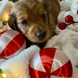 Dachshund Puppies from Jeff & Joette