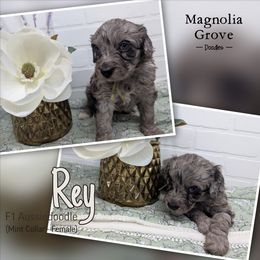 Aussiedoodle, Australian Mountain Doodle, Bernedoodle, and Poodle Puppies from Magnolia Grove Doodles