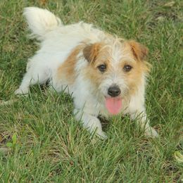 Casey - Parson Russell Terrier