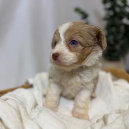 Maximus - Red tri-color male Aussiedoodle puppy in Los Angeles, California from LA’s Favorite Puppies