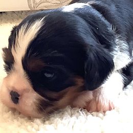 Cavalier King Charles Spaniel Puppies from Windgate Cavaliers