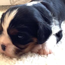 Cavalier King Charles Spaniel Puppies from Windgate Cavaliers