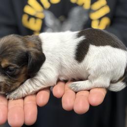 Wire coat Red Pie Roan - Red female Dachshund puppy in Nashville, Arkansas from Whisenhunt Farms