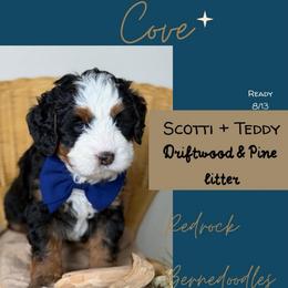 Cove - Tri-color male Bernedoodle puppy in Syracuse, Utah from Redrockbernedoodles