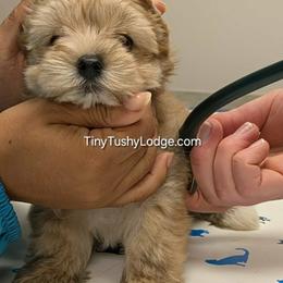 Miniature Schnauzers and Yorkshire Terriers from Tiny Tushy Lodge
