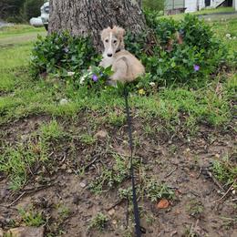 Gold Brindle Male - Gold brindle Silken Windhound puppy in Hanna, Oklahoma from Daybreak Silken Windhounds