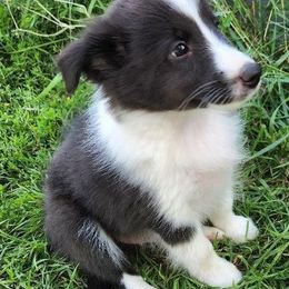 Shetland Sheepdogs from Turnock's Shelties