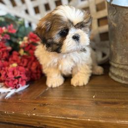 Benji - Sable and white male Shih Tzu puppy in Taylorsville, North Carolina from Feather & Tail Acres