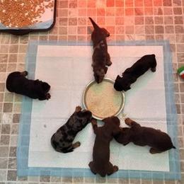 Dachshund Puppies from White River Valley Kennel