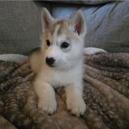 Yellow Girl - Gray and white female Siberian Husky puppy in Lyndonville, Vermont from Powdermist Siberians