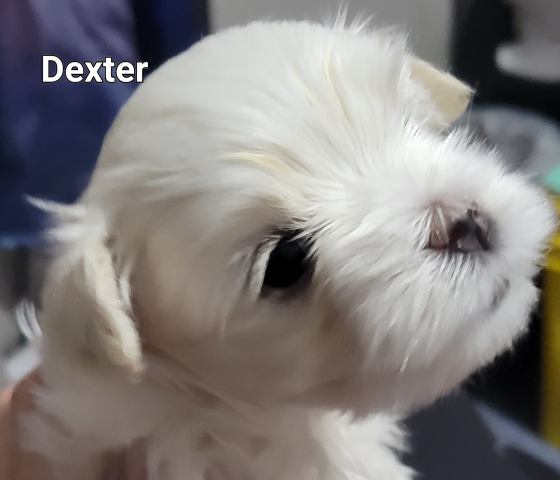Dexter - White Maltese puppy in Kane, Pennsylvania from Emerald Maltese