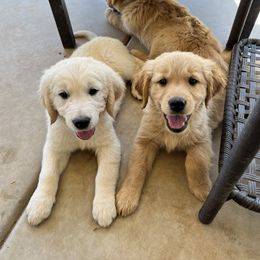 Golden Retriever Puppies from Sunshine Mountain Retrievers