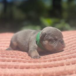 Shaggy - Blue male French Bulldog puppy in Salisbury, Maryland from 77 Frenchies Maryland