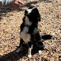 Loki - Border Collie