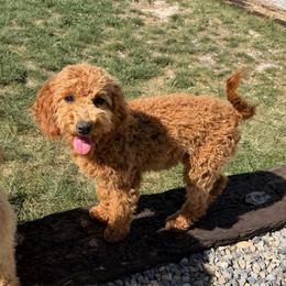 Colby - Cream male Goldendoodle puppy in Payson, Utah from Country Sky Doodles
