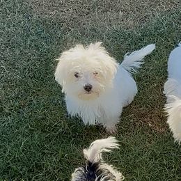 LB5 AKC Blue SAMSON - White male Maltese puppy in Blythe, California from California AKC Maltese & Yorkies