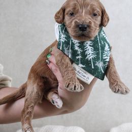 Juniper - Red  female Goldendoodle puppy in Warsaw, Ohio from Lovabledoodles