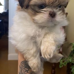 MARSHALL - Liver male Shih Tzu puppy in Valley Mills, Texas from Busch Pups