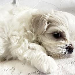 Maltese Puppies from Platinum Dunes Maltese Kennel