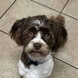 Zurry - Havanese