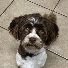Zurry - Havanese