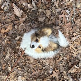 Papillon Puppies from Tylane Papillons