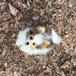 Papillon Puppies from Tylane Papillons