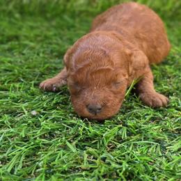 Tapioca - Red female Maltipoo puppy in San Diego, California from Maltipoos SD