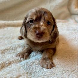 Delta - Dapple male Dachshund puppy in Shelley, Idaho from Journey’s End Dachshunds