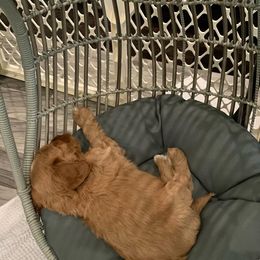 Australian Labradoodle Puppies from Integrity Labradoodles
