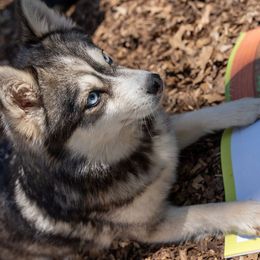 Sky  - Pomsky