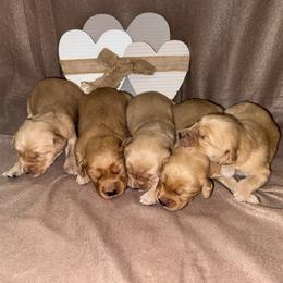 3rd pick male - Golden male Golden Retriever puppy in Monticello, Iowa from Ashley’s Puppies