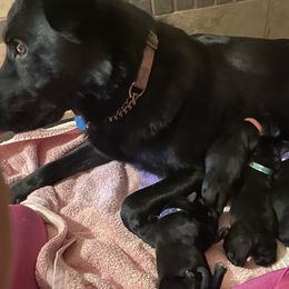 German Shepherd Puppies from Ransomshire Shepherds