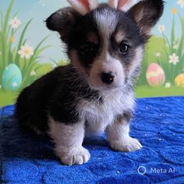 V-2. Valentino - Black and tan male Pembroke Welsh Corgi puppy in Sanford, Michigan from Tambali Pembroke Welsh Corgis