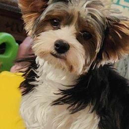 Biewer Terriers, Morkies, Yorkipoos, and Yorkshire Terriers from Yorkie Your Soulmate Puppy