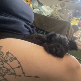 Miniature Schnauzer Puppies from Mini Schnauzers for Life