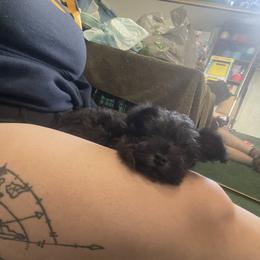 Miniature Schnauzer Puppies from Mini Schnauzers for Life