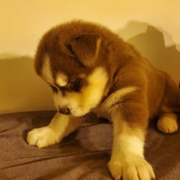 Siberian Husky Puppies from Xk siberians