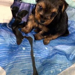 Butter scotch - Black and tan female Yorkshire Terrier puppy in Dallas, Georgia from Shakerra's Yorkshire Terriers
