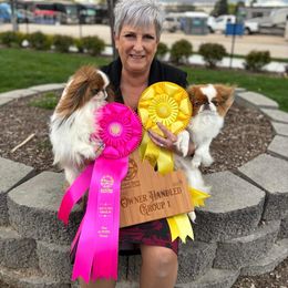 Japanese Chin All Grown Up from Marbils