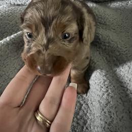 Dachshund Puppies from Honey Creek Doxies