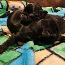 Boy 1 - Black and tan male Brussels Griffon puppy in Huntsville, Alabama from Tammy's Brussels
