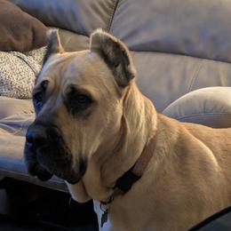 Freya - Cane Corso