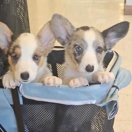 Boy 1 - Blue merle and white male Cardigan Welsh Corgi puppy in Middleport, New York from AroHawk Corgis