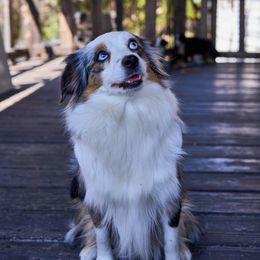 Momo - Toy Australian Shepherd